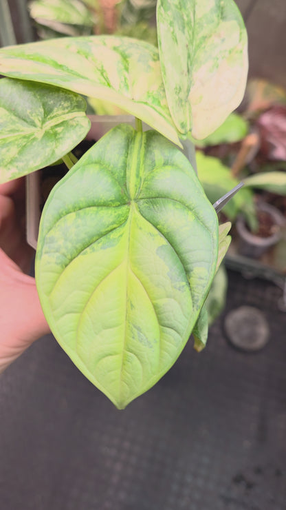 Alocasia Silver Dragon Aurea