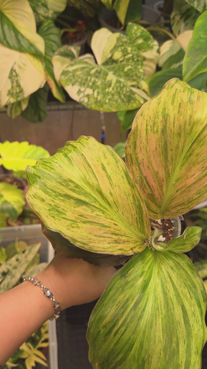 Kaempferia Pulchra Variegata (Pink)
