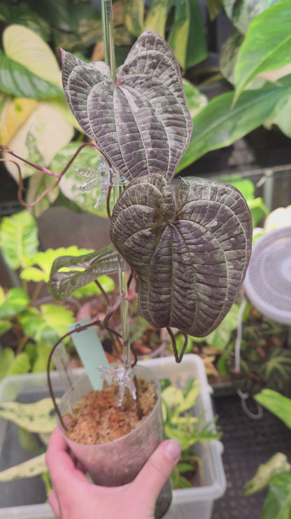 Dioscorea Discolor - Large