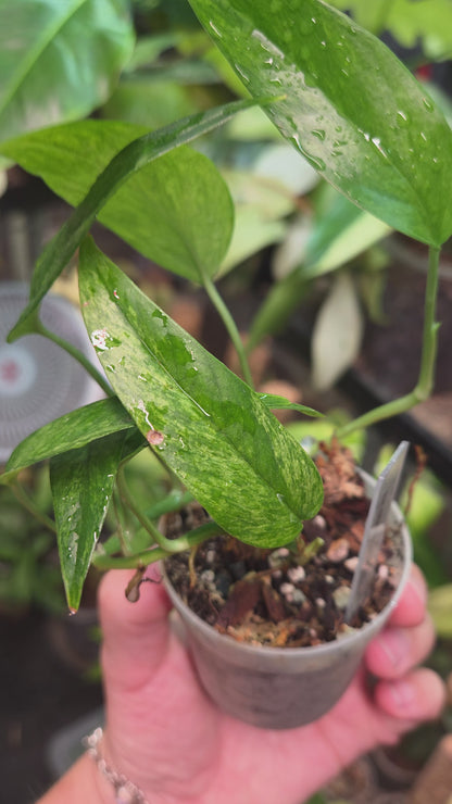 Epipremnum Cebu Blue Mint
