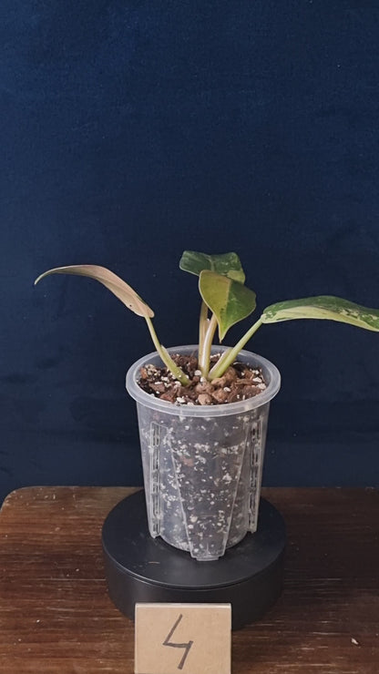Philodendron Whipple Way Marble/Mint