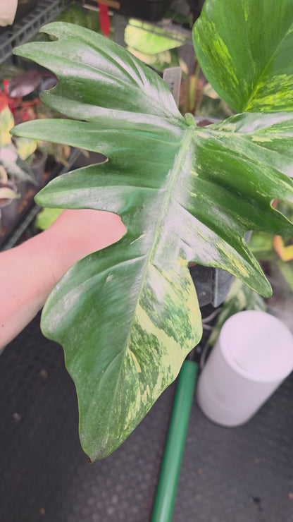 Philodendron Florida Beauty x Mayoi