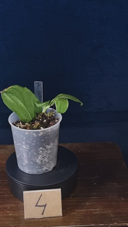 Rhaphidophora Korthalsii