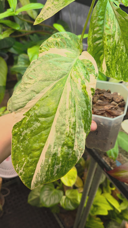 Amydrium Medium Variegata Medium
