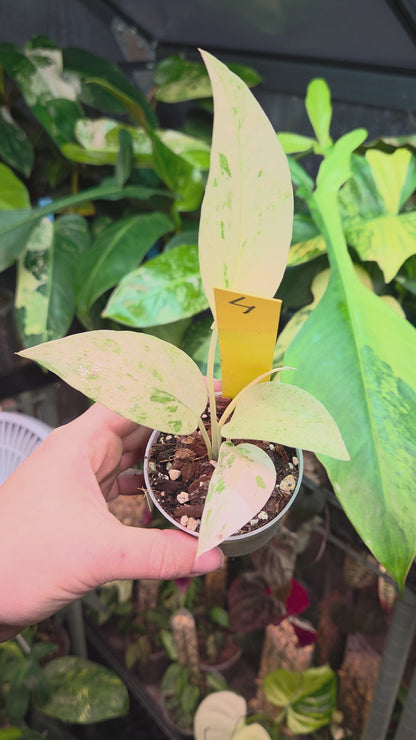 Epipremnum Pinnatum Cebu Blue Variegata