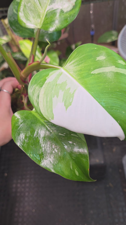 Philodendron White Princes Tricolor Lime/Fresh Aurea