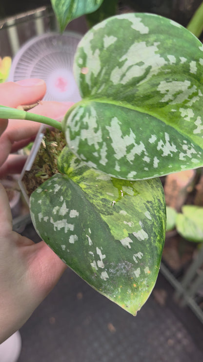 Scindapsus Sentarum Variegata
