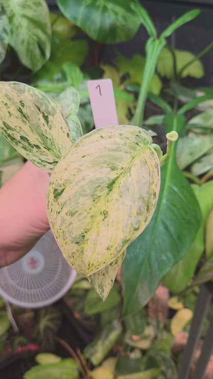 Scindapsus Peasun