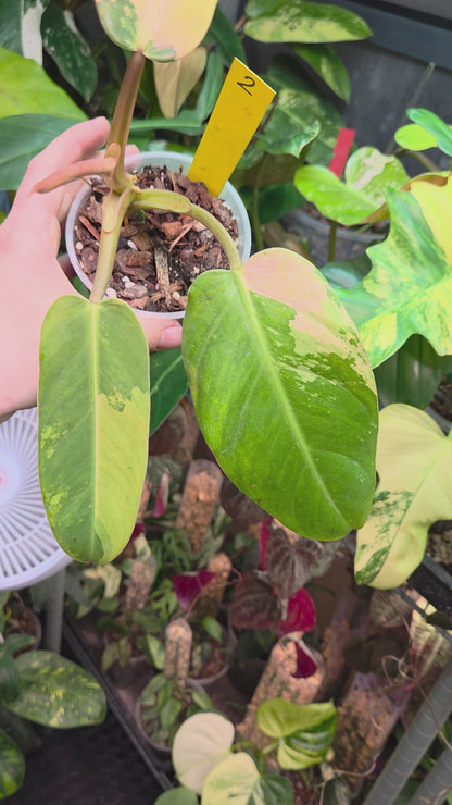 Philodendron Whipple Way Marble/Mint Medium