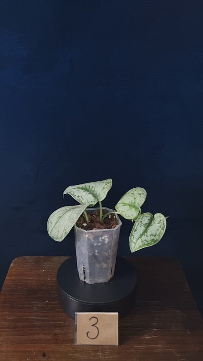 Scindapsus Peasun Medium