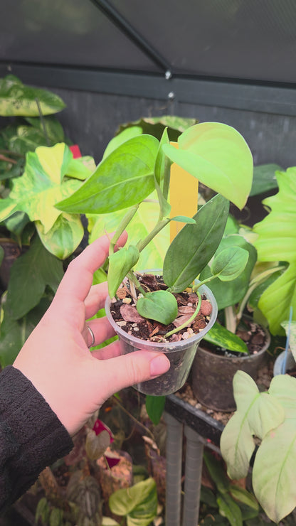Monstera Sp.Velvet (peru)