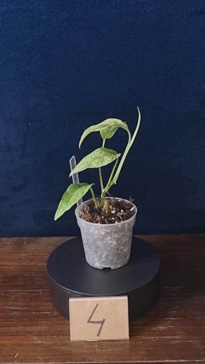 Monstera Laniata Mint