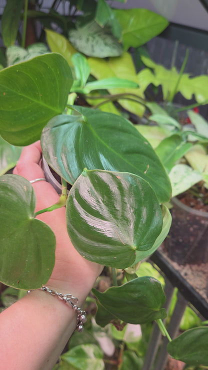 Philodendron Nangaritense x Werneri
