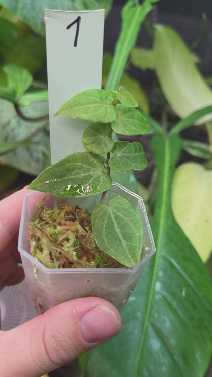 Piper Ribesioides