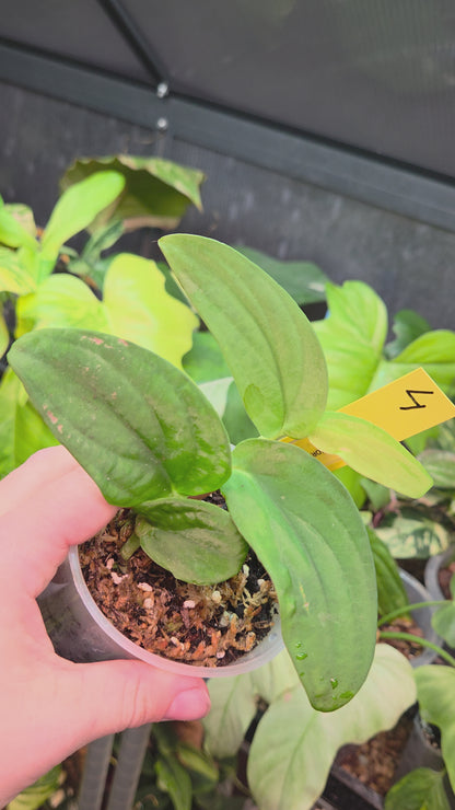 Rhaphidophora Korthalsii