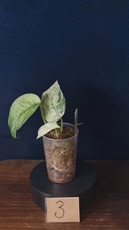 Scindapsus Jade Satin Marble Queen