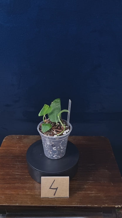 Monstera Sp.Velvet (peru)