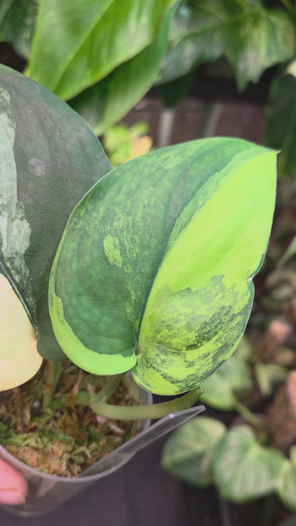 Scindapsus Jade Satin Aurea