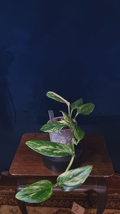 Monstera Standleyana Aurea Medium