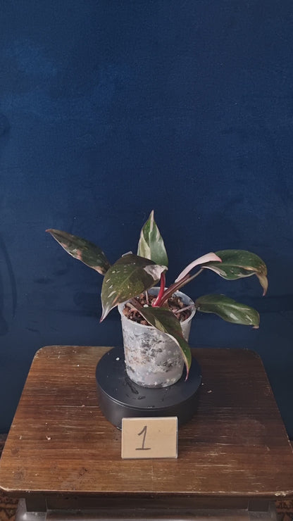 Philodendron Red Anderson