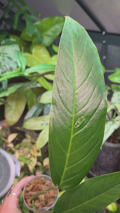 Monstera Tiwintza Narrow