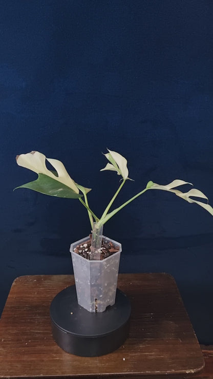 Rhaphidophora Tetrasperma Albo Variegata