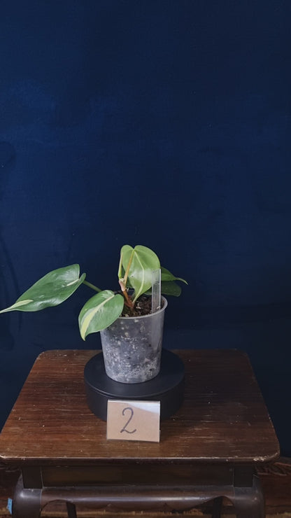 Philodendron Cream Splash Big Leaves