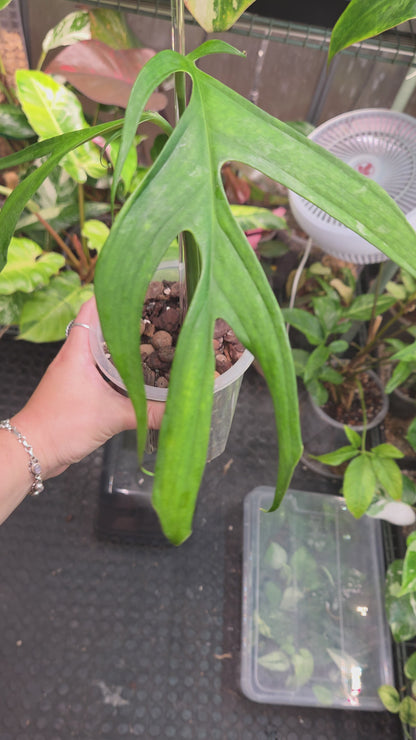 Monstera Croatii
