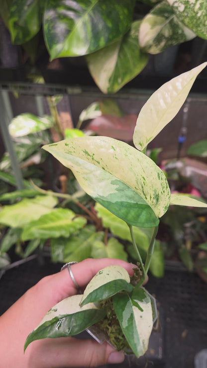 Epipremnum Pinnatum Cebu Blue Variegata