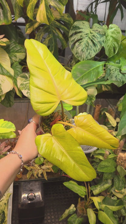 Philodendron Red Emerald 'Orange'