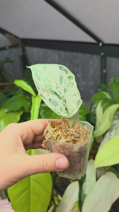 Scindapsus Peasun XS