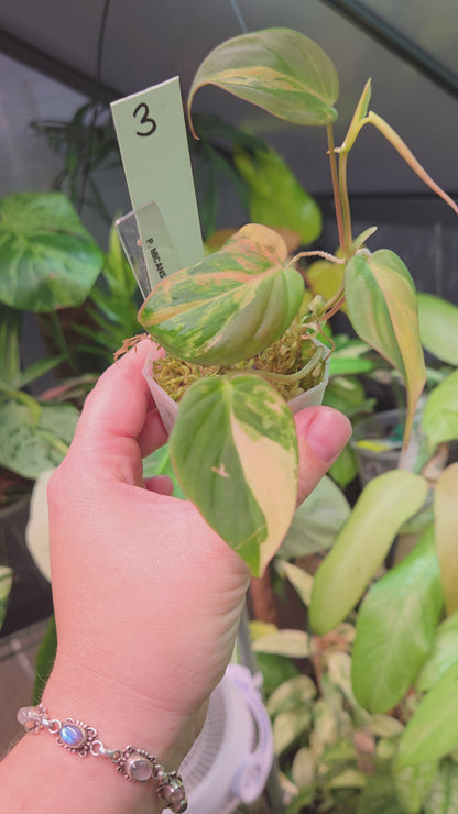 Philodendron Micans Variegata
