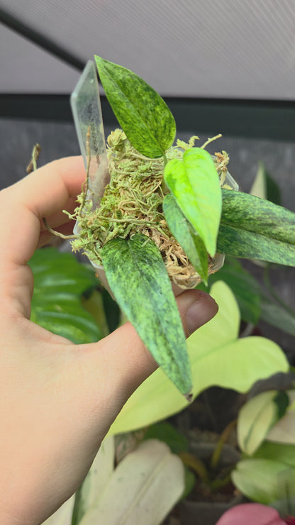 Epipremnum Cebu Blue Mint