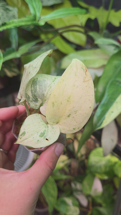 Scindapsus Peasun (More White Variegation) - Medium