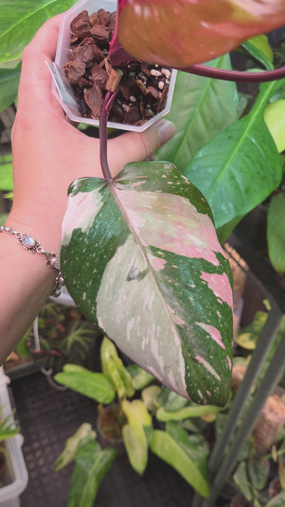 Philodendron Red Anderson