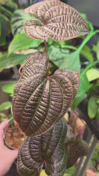 Dioscorea Discolor - Large