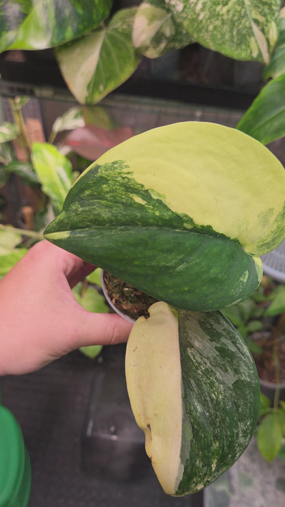 Scindapsus Jade Satin Aurea