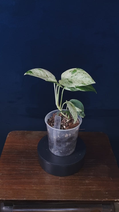 Epipremnum Pinnatum Marble