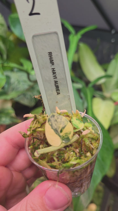Rhaphidophora Hayi Aurea