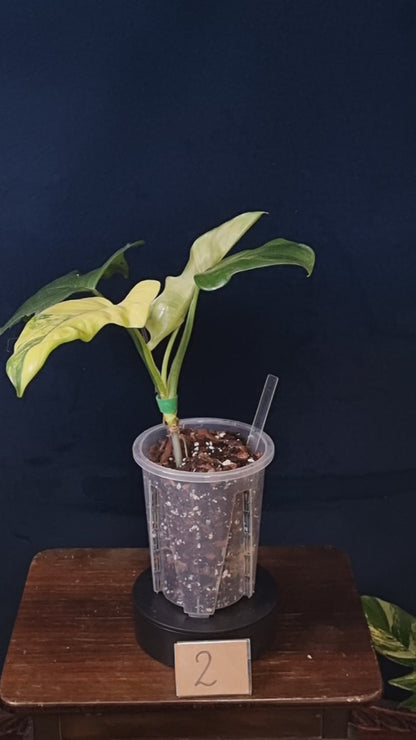 Philodendron Florida Beauty x Mayoi