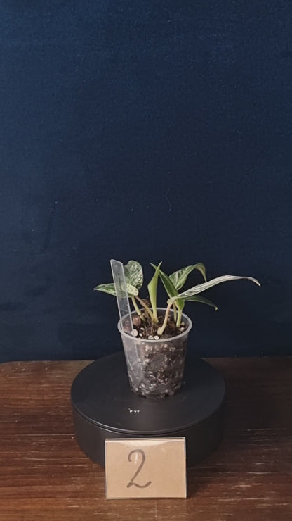 Philodendron Emerald Ice Small