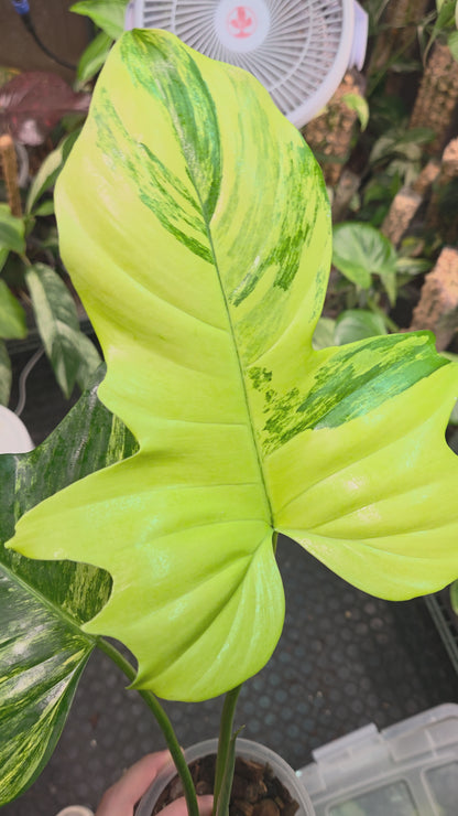 Philodendron Florida Beauty x Mayoi