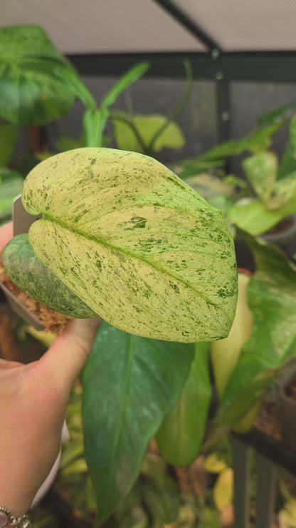Scindapsus Jade Satin Marble Queen