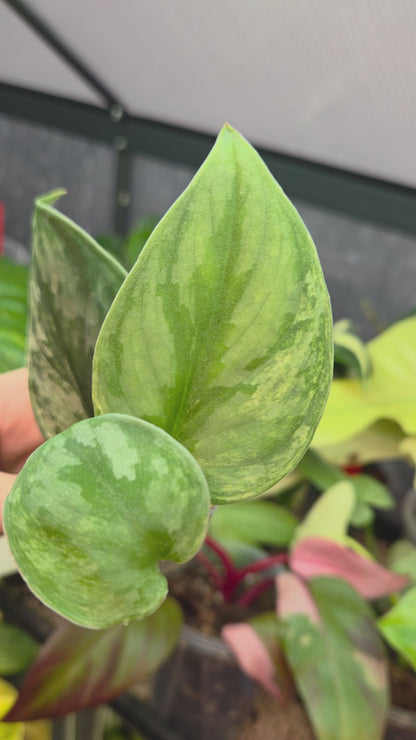 Scindapsus Silver Knight Variegata