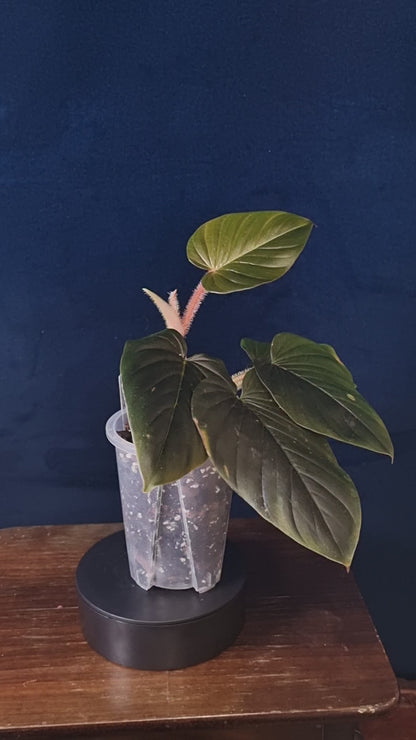Philodendron Squamicaule Pink