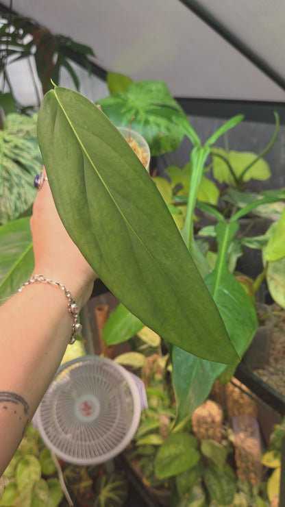 Monstera Croatii