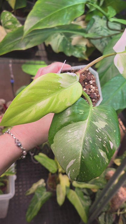 Philodendron White Princess Tricolor Lime