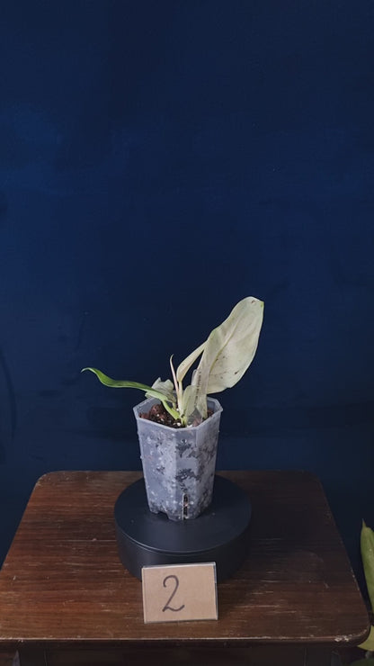 Philodendron Whipple Way Mottled