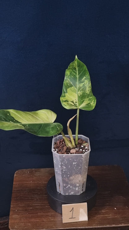 Philodendron Whipple Way Marble/Mint