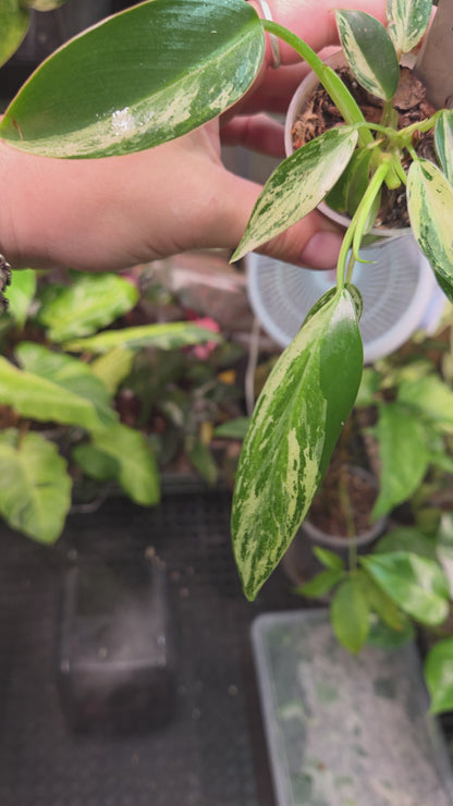 Philodendron Emerald Ice - Small